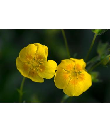 Rock Rose n 26 Fleur de Bach farmaflor 1 Flacon Comtpe Gouttes 10ml - Made in Italy - Buy Online on GoSupps.com