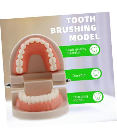 Buy Solustrie Dental Study Model for Kids | Educational Teeth & Oral Cavity Teaching Toy - International Shipping Available - Buy Online on GoSupps.com