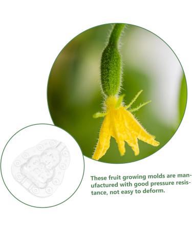 SUPVOX 6 Pcs Vegetable Strawberry Fruit Growth Growth Clear Watermelon Pumpkin Transparentx2pcs 9x8cmx2pcs - Buy Online on GoSupps.com