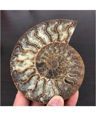 Stone Crafts Natural Conch Slice Stones and Minerals Specimen - Buy Online on GoSupps.com