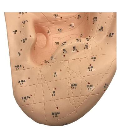 Acupuncture Ear Model - Chinese Medicine Akupoint Learning Tool for Ear Acupuncture Points - Buy Online on GoSupps.com