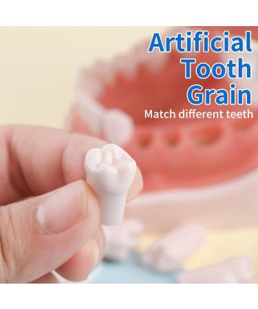 Buy Typodont Teeth Set - 28 Removable Teeth for Dental Practice & Teaching | International Shipping Available - Buy Online on GoSupps.com