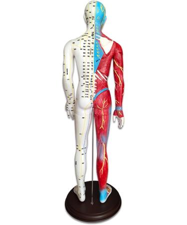 Acupuncture and Muscle Anatomical Male Model Pressure Point and Meridians Acupuncturists and Other Medical Professionals Training Teaching Education (60cm/23.6inch) - Buy Online on GoSupps.com