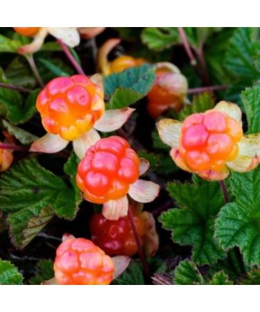 Cloudberry Seed Oil Organic Cold Pressed Unrefined Natural 2 Fl Oz - Buy Online on GoSupps.com