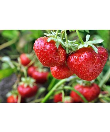 Organic Dried Strawberries by Food to Live | Non-GMO Sweetened Unsulfured Vegan | Product of USA | 1lb Bulk Pack - Buy Online on GoSupps.com