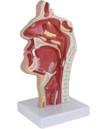Nasal Cavity Model Oral Nasopharyngeal and Laryngeal Lesion Model Nasal Cavity Pathological Model Nasal Cavity Magnification Model is Suitable for Medical Teaching - Buy Online on GoSupps.com