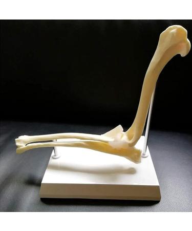 Dog Elbow Joint Model Dog Elbow Joint Model Animal Body Anatomy Replica of A Normal Dog for Veterinary Office Teaching Aids - Buy Online on GoSupps.com