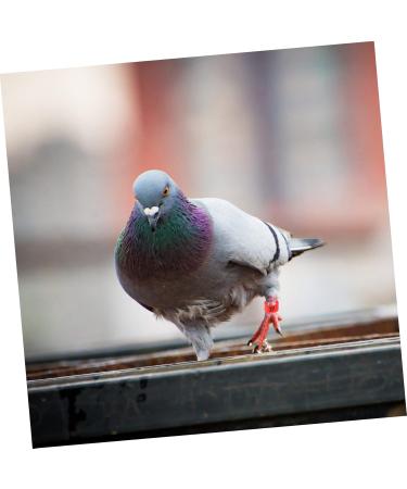 FOMIYES 100pcs Pigeon Anklet Plastic Tags Bird Foot Bands Pigeon Identification Ring Baby Meat Pigeon 1X1X0.8CM Red - Buy Online on GoSupps.com