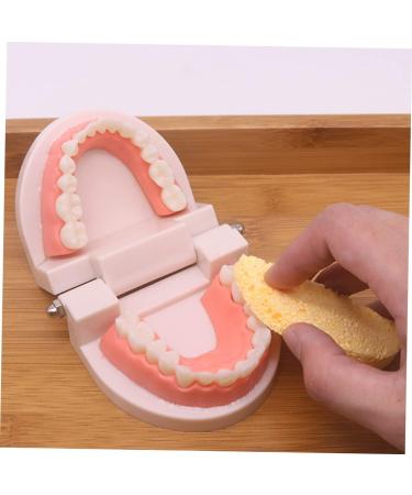 Ipetboom Children's Dental Education Toy | Early Learning Model for Dental Health | Reusable Tooth Model for Kids - Buy Online on GoSupps.com