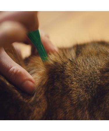 Frontline PLUS Spot On Cat Flea Treatment 6 pipettes - Buy Online on GoSupps.com