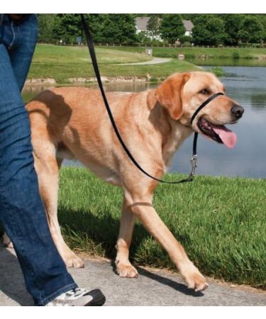 PetSafe Easy Walk Headcollar - Adjustable Comfortable Dog Leash for Reduced Pulling | Size L Black - Buy Online on GoSupps.com