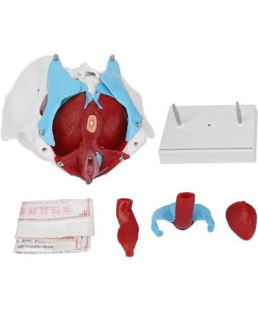 Pongnas Efficient Stylish Utensil for Fitness Training | Optimal Demo & Extra Content - Shop Internationally - Buy Online on GoSupps.com