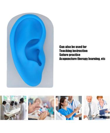 Silicone Soft Ear Model for Earrings Display with Stand - Practice Tool for Studs & Teaching - Realistic Imitation Ear - Buy Online on GoSupps.com