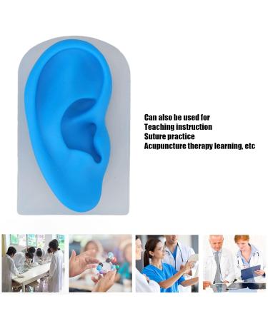 Silicone Ear Model - Transparent and Blue - Flexible for Piercing Practice - Buy Online on GoSupps.com