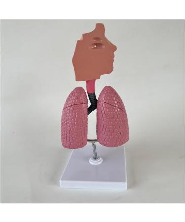 Human Lung Model Human Nasal Cavity Throat Anatomy Model Lung Model Teaching Tool Study Tools for Anatomy and Physiology Students Display Teaching Tool - Buy Online on GoSupps.com