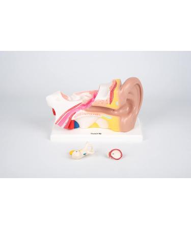 Buy TickiT 03105 Human Ear Model - 4x Life Size Anatomy Model for Education | International Shipping Available - Buy Online on GoSupps.com