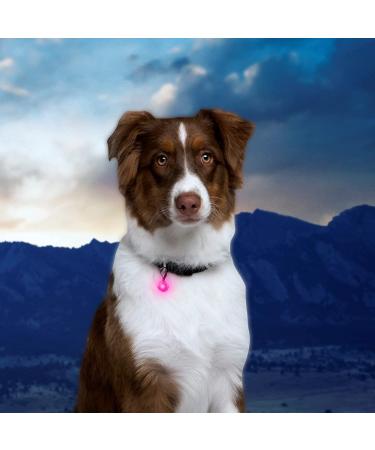 NITEIZE PetLit LED Collar Light - Enhanced Visibility for Pets - 11.5 x 2 x 0.8 - Buy Online on GoSupps.com