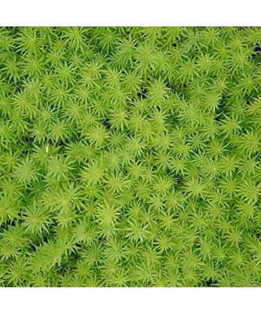 Buy AHO Organic German Hemp Seeds 850g | Raw Food Quality | Vegan & Plastic-Free | Poified Hemp Seeds - Buy Online on GoSupps.com