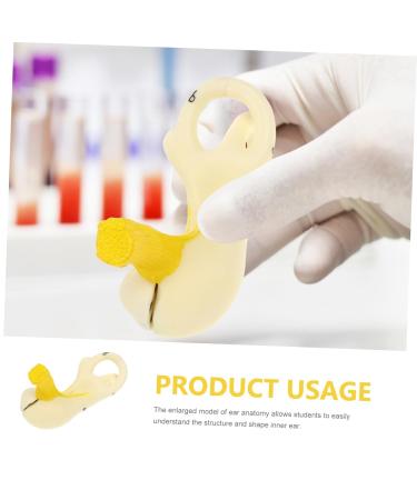 Buy Mobestech Ear Labyrinth Model - Realistic Human Ear Anatomy Display | Perfect Teaching Prop for Education - Buy Online on GoSupps.com