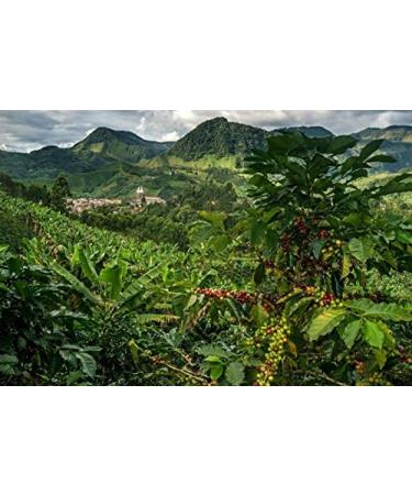 Grains de caf naturels 100% Arabica 1 kg Caf expresso intense avec un m lange d'origine colombienne et br silienne Commerce quitable. - Buy Online on GoSupps.com
