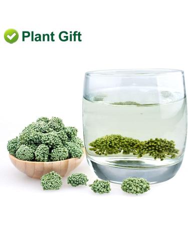 Plant Gift Panax Notoginseng Flower 60G/2.12oz Tienchi Notoginseng Tea Tienchi Ginseng - Buy Online on GoSupps.com