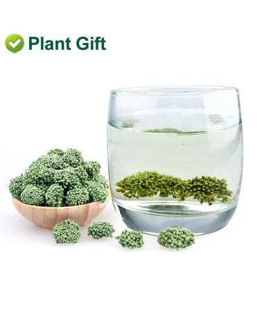 Buy Panax Notoginseng Flower Tea 60G | Premium Tienchi Notoginseng | International Shipping Available - Buy Online on GoSupps.com