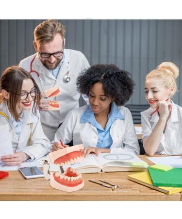28/32 Teeth Model Dental Care Model Denture Teaching Model Teeth Model Mouth Model Speech Therapy Tooth Model for Dental Student Practice Teeth with A Small Screwdriver - Buy Online on GoSupps.com