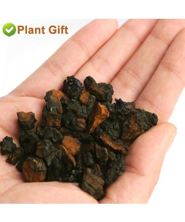 Raw Organic Wild Chagroom Tea Chunks 125g - 100% Natural Hand-Harvested Chaga Superfood (Inonotus Obliquus) for International Shipping - Buy Online on GoSupps.com
