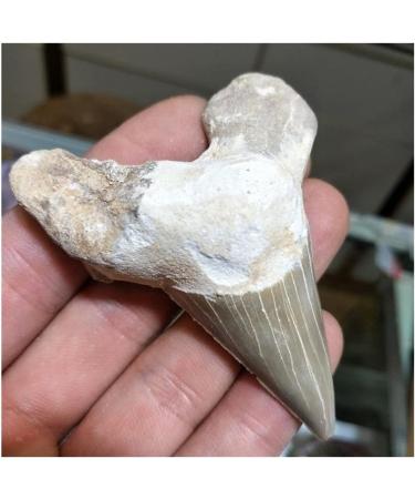 Stone Natural paleontological Tooth Natural Minerals Balance Gemstone Decoration Full of Texture - Buy Online on GoSupps.com