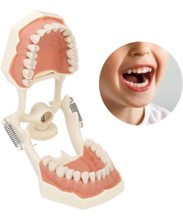 High-Quality 32 Teeth Dentist Typodont Model with Soft Gums | Perfect for Dental Training & Research | Verdant Touch - Buy Online on GoSupps.com