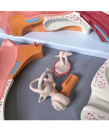Scientific Research Human Ear Model 5 Times Life-Size Model with 6 Parts Showing Major Regions of The Ear Teaching Supplies - Buy Online on GoSupps.com
