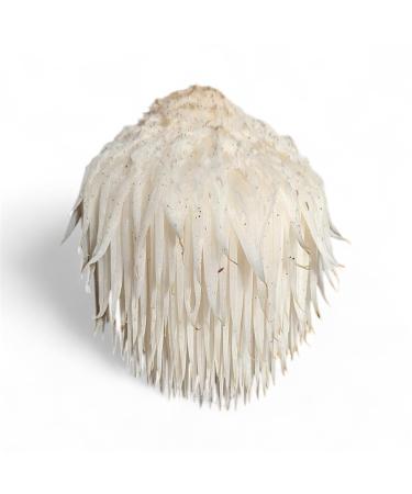 Lion's Mane Double Extract Tincture Hericium Erinaceus 2 Fl Oz Cognitive and Mood Support