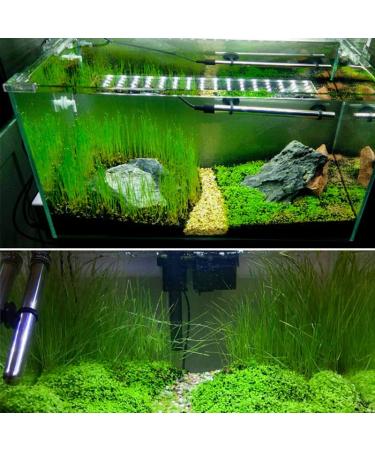 Live Aquarium Grass Seeds - Fast Growing Carpet & Mini Leaf Hair Grass for Freshwater Fish Tank - Buy Online on GoSupps.com