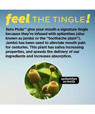 Xero Picks Tea Tree Infused Toothpicks for Fresh Breath & Dry Mouth - 60 Picks, Mint Flavor - 3 Pack - Buy Online on GoSupps.com