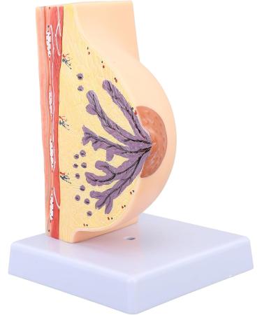 Model of the Female Breast Model for Education Human Female Anatomical Chest Model PVC Quiescent Chest Anatomy Model for Display Medicine Teaching - Buy Online on GoSupps.com