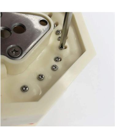 Vinbcorw Dental Care Model - 24 Removable Teeth for Adult Teaching (12x9.5 cm) - Ideal for Dentists & Educators - Buy Online on GoSupps.com