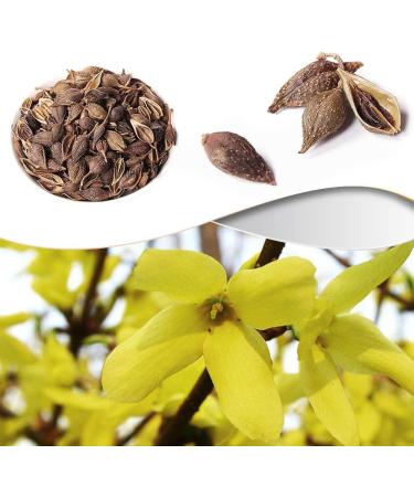 Forsythia Tea: 100% Therapeutic Grade Dried Forsythia Fruit Herb - 60g/2.11oz - Buy Online on GoSupps.com