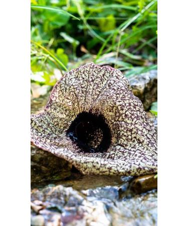 Buy Jamaican Duck Flower - Dr. Sebi Approved Wildcrafted for Holistic Wellness | Yaga Lifestyle - Buy Online on GoSupps.com