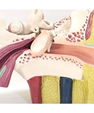 The Size Ear Model 5X Ear Anatomical Model for Inner Ear aids for Teaching Medical and Study of Education - Buy Online on GoSupps.com