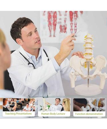 Bendable Lumbar Spine & Pelvic Bone Model - Adult Life Size PVC with Muscle Structures | Medical Organ Model for Anatomy Studies - Buy Online on GoSupps.com