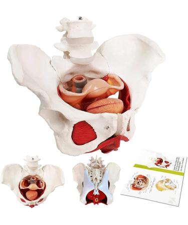 Esmen Female Pelvis Perineum Model - Removable Organs & Magnetic Mounting for Educational Display | International Shipping - Buy Online on GoSupps.com