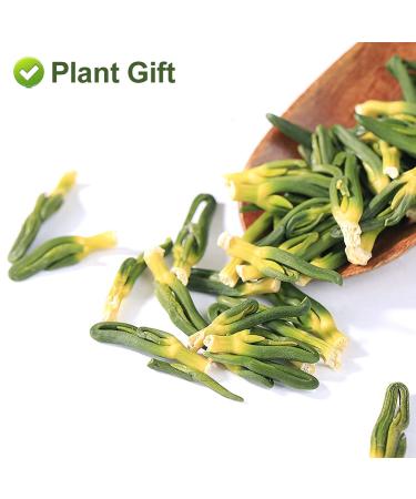 Buy Plantgift Lotus Plumule 100g | Healing Chinese Herb for Health Benefits | Dried Lotus Core & Tea - Buy Online on GoSupps.com