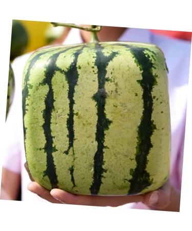 Gadpiparty Vegetables Vegetable Grow Strawberry Mold Large Moss Pole Tools Vegetable Molds Fruit Pumpkin Melon 15x15cm Transparent - Buy Online on GoSupps.com