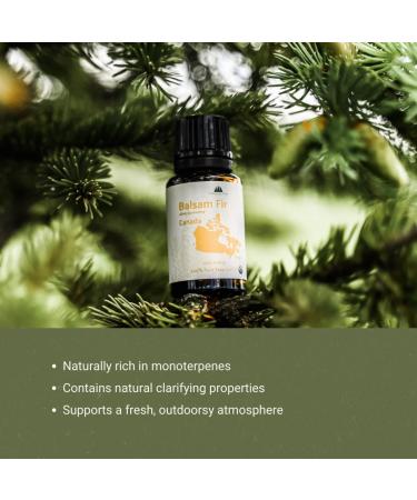 Balsam Fir Essential Oil (15ml) - Direct from Our Farm Partner in Canada - Essential Oils for Home, Humidifier, or Aromatherapy | Pure Therapeutic Grade Balsam Fir 0.5 Fl Oz (Pack of 1) - Buy Online on GoSupps.com
