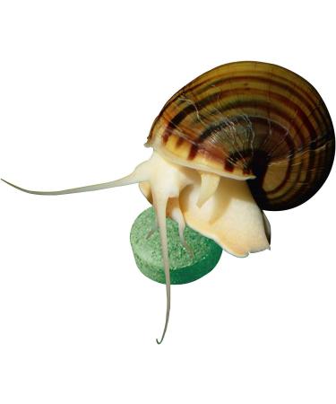 Sera Plankton Tabs Nature 50 ml - Falling Feed Tablets with 7% Krill for Aquarium Color Development - 1 Pack - Buy Online on GoSupps.com