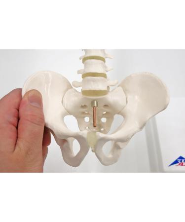 3B Scientific A18/21 Mini Human Spinal Column Model "Flexible" on Base 17.3-Inch Height - Buy Online on GoSupps.com