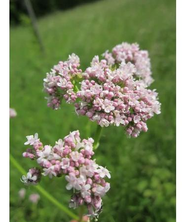 Amazing Botanicals Valerian Root Tablets - Organic Valerian Root Extract 200mg per Tablet for Relaxation and Calm - 30 Count - Buy Online on GoSupps.com