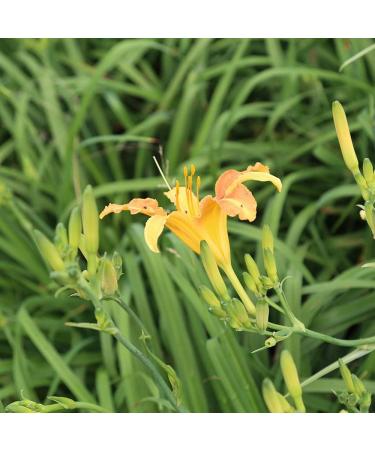 cn herb 250g Yellow Cauliflower Farmers Handmade Dry Goods Without Sulfur - Buy Online on GoSupps.com