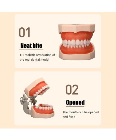 Dental Teeth Model B-28 with Soft Gums & Removable Teeth - Ideal Teaching Aid for Dentists | International Shipping - Buy Online on GoSupps.com