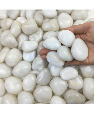 FANTIAN Natural Polished White Pebbles - 5lb Smooth Small White River Rocks for Plants, Aquariums Rocks, Vase Fillers, Landscaping Rocks and Fairy Garden White Stones 5.0 Pounds Medium